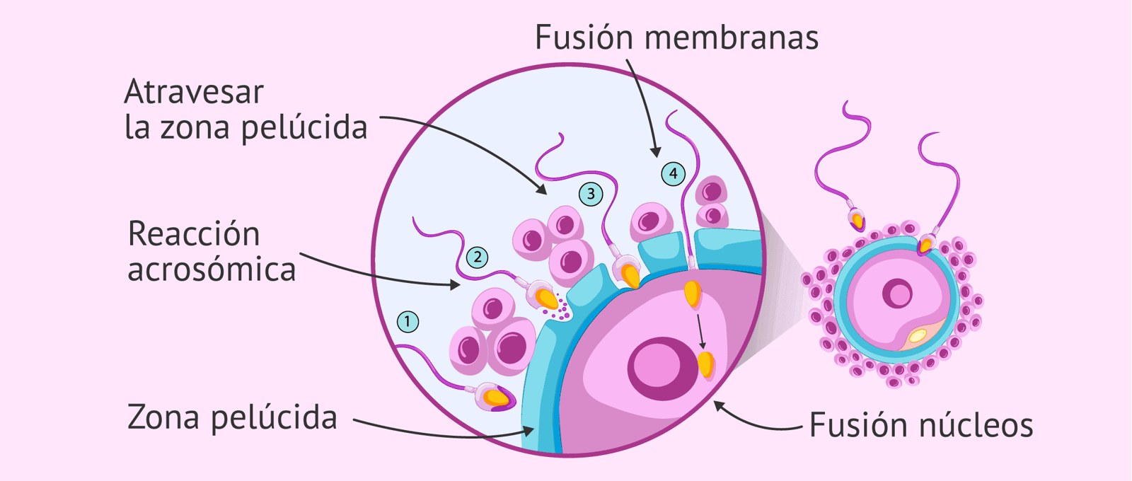 La fecundación paso a paso: el espermatozoide atraviesa las células que rodean al óvulo, libera sus enzimas (reacción acrosómica), cruza la zona pelúcida, su membrana se fusiona con la del óvulo y, por último, se unen los núcleos.